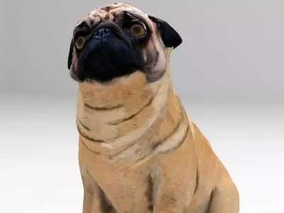 Realistic 3D Dog Model 3D model