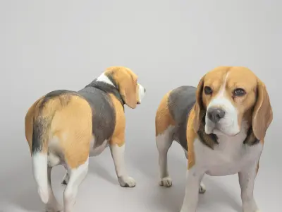 Beagle dog 09 Low-poly 3D model