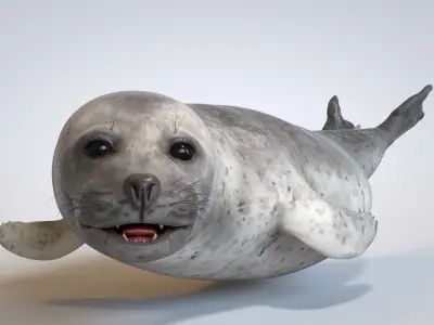 Common Seal 3D model