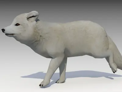 Artic Fox Low-poly 3D model