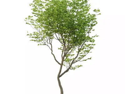 Excellent collection of Outdoor plants 11 Different Models 0032