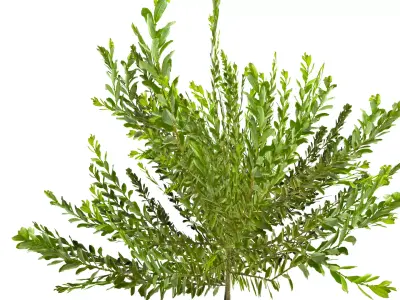 Willow Tree  Game-Ready Low-poly 3D model