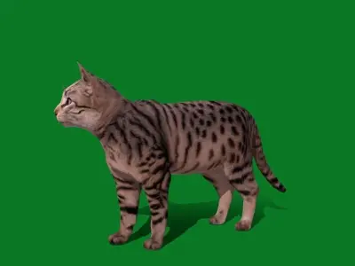 Silver Tabby Cat Low-poly 3D model
