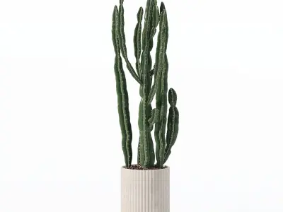Euphorbia candelabrum in modern flower pot 3D model