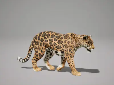 Jaguar Animated UNREAL project  Maya base rig 3D model