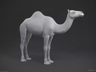 Camel Dromedary - Highpoly Sculpture 3D model