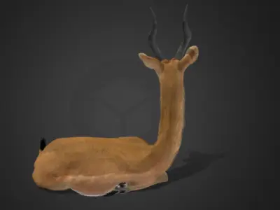 Gerenuk - Giraffe  Antelope  Realistic 3D model