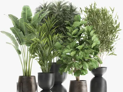 Banana palm in a rust pot for the interior 1039 3D model