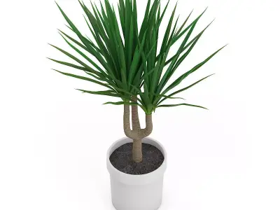 Palm Tree in Round Pot 2 3D model