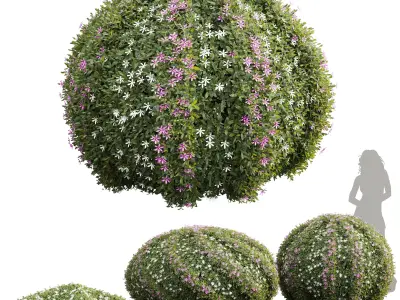 New Plant Cuphea Hookeriana Carthagenensis Decorative01 3D model