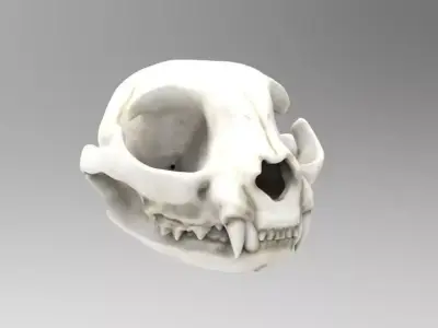 House Cat 3D Scan Custom Texture Separate Jaw 3D model