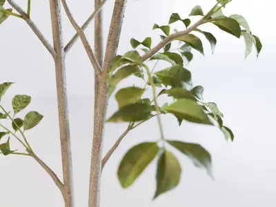 Fraxinus griffithii Tree 3 3D model