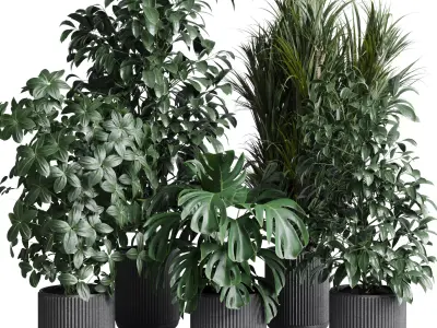 indoor plant set 308 pot palm ficus rubbery monstera Low-poly 3D model