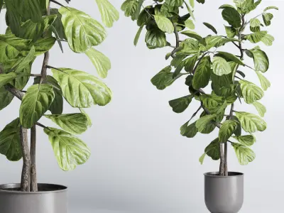 indoor plant pot plant ficus rubbery tree concrete dirt vase 3D model