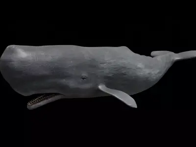 Sperm whale - cachalot Low-poly 3D model