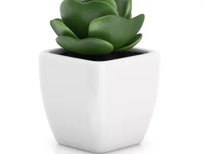 Small Plant in White Pot 2 3D model