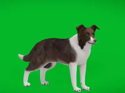 Border Collie Dog Low-poly 3D model