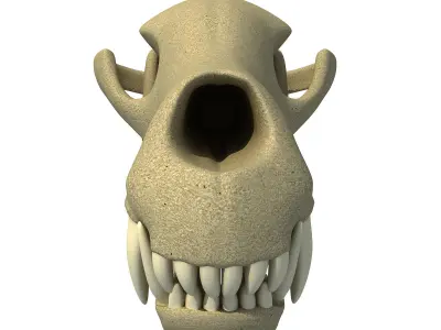 Wolf Fox Skull 3D model