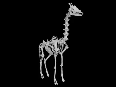 Giraffe Skeleton Low-poly 3D model