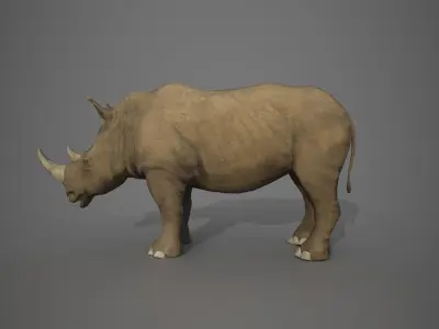 African Rhinoceros Low-poly 3D model