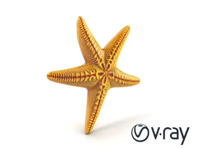 Realistic Textured Starfish Marine Model Pack Low-poly 3D model