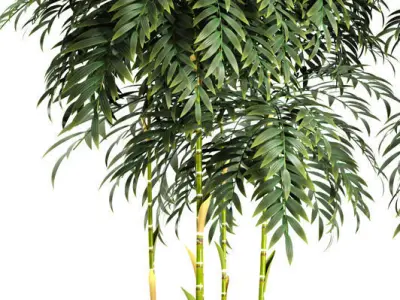 bamboo plant 3D model
