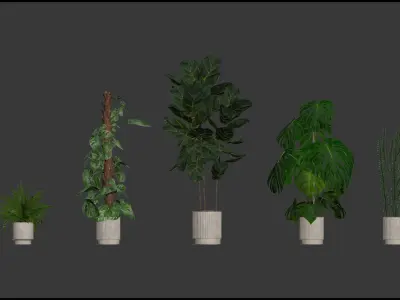 Plants collection 212 - monstera ficus cactus fern 3D model