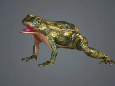 frog animal wildlife amphibian green reptile biology  3D model