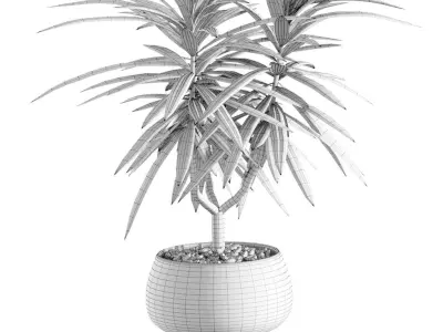  Collection of plants in different pots - Dracaena - 5 models 3D model