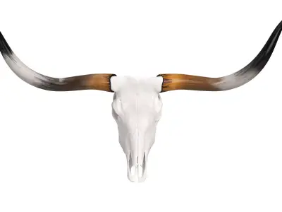 Texas Longhorn Skull and Horns 3D model