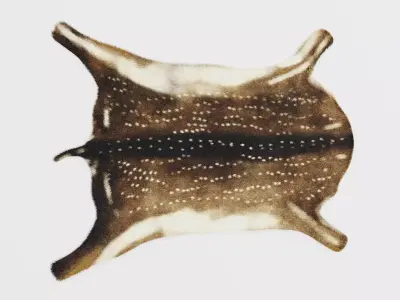 Deer Skin Rug - Realistic Animal Hide 3D model