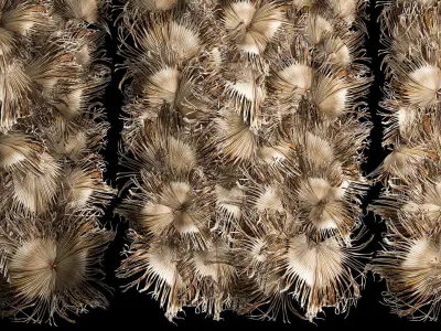 Wall decor made from dry branches of palm leaves 312 3D model