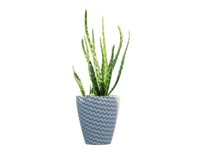 Pot Plant Aloe Vera 3D model
