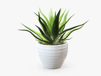 Succulent in planter pot 02 3D model