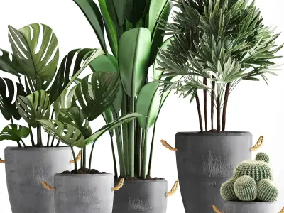 Collection Exotic plants 378 3D model