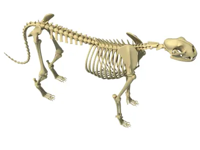 Cheetah Skeleton 3D model