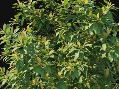 Pieris Floribunda bush 03 3D model