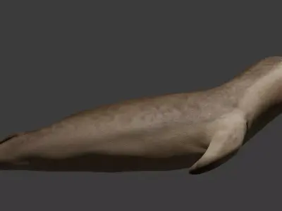 Seal - Sea Lion 3D Model 3D model