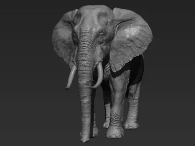 Elephant with tusks 3D model