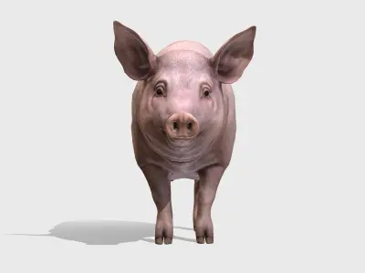 Pig - Female Low-poly 3D model