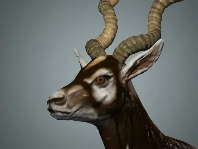 Antelope 3D with animation 3D model