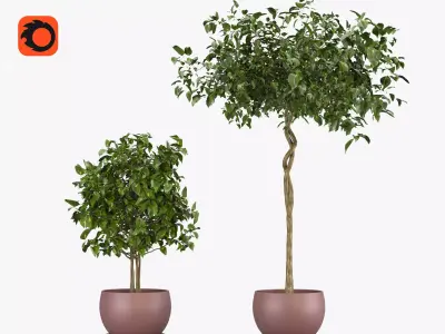 Ficus benjamina - two trees in a pot 3D model