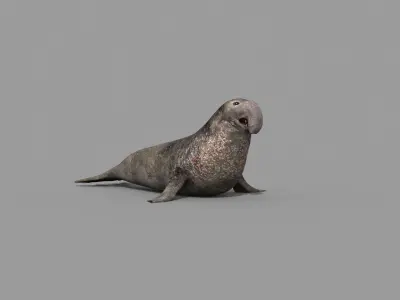 Sea Elephant Seal - 8K 3d animated 3D model