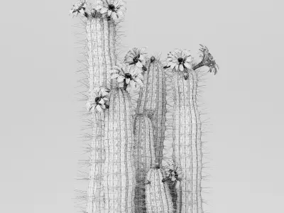 Plant 4 two cactus plants with flowers 3D model