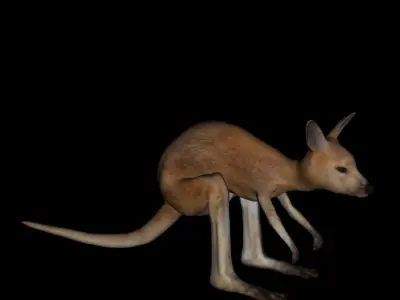 t12-joey kangaroo 3D model