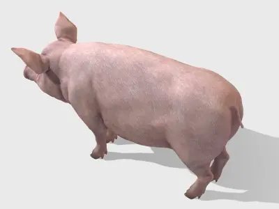 Pig - Female Low-poly 3D model