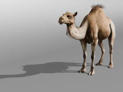 3D Camel Model Low-poly 3D model