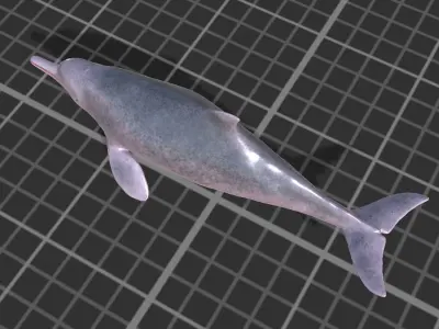 Chinese Dolphin Low-poly 3D model