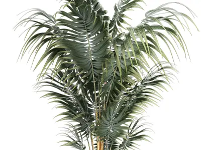 Beautiful Howea palm plants in flower pots 1349 3D model