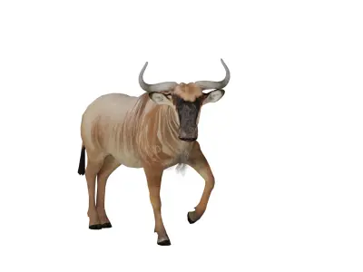 White Bearded Wildebeest Low-poly 3D model